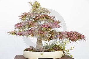 Japanese maple (Acer Palmatum) bonsai