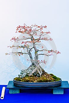 Japanese Maple, Acer Palmatum, bonsai tree, originally from Japan, China and Korea