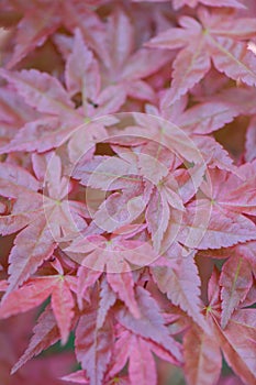 Japanese maple Acer palmatum Carminium purple leaves