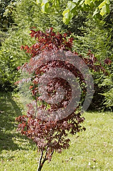 Japanese maple \'Acer palmatum dissectum\' with red foliage