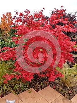 Japanese maple, Acer palmatum, Osakazuki