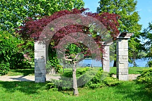 Japanese maple, Acer Palmatum in park in summer season