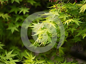 Japanese maple
