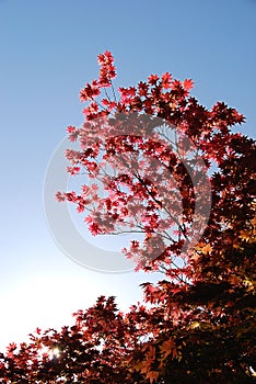 Japanese maple against blue sky