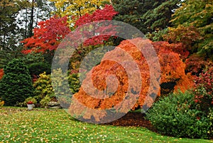 Japanese Maple in the Autumn