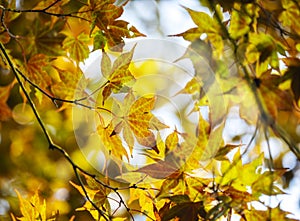 Japanese maple in autumn. Beautiful autumn maple leaves in sunlight.