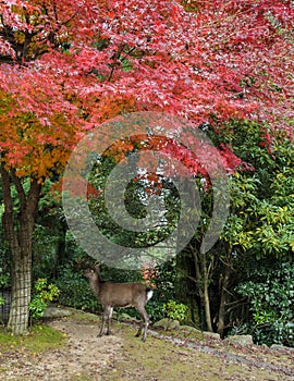 Japanese maple autumn color leaves with deer