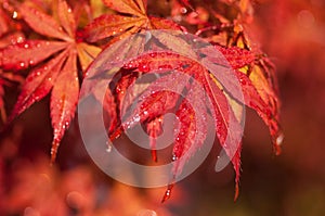 Japanese maple autumn colours