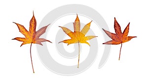 Japanese Maple Autumn Leaf Isolated, Red Autumn Tree Leaves, Orange Foliage, Yellow Fall Leaf