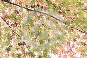 Japanese maple in autumn season