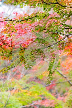 Japanese maple in autumn season for background ,Lake Kinrinko Yufuin Japan photo