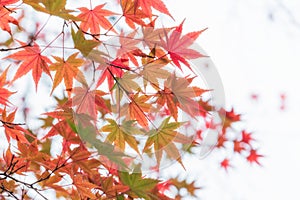 Japanese maple in autumn season for background ,Lake Kinrinko Yufuin Japan