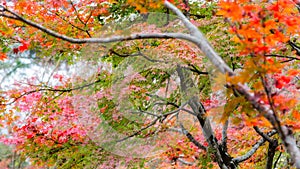 Japanese maple in autumn season for background ,Lake Kinrinko Yufuin Japan