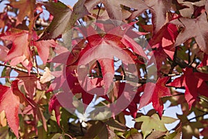 Japanese maple autumnal foliage