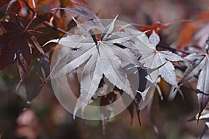 Japanese Maple Bloodgood