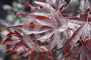 Japanese Maple Bloodgood