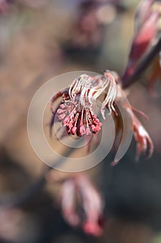 Japanese Maple Bloodgood