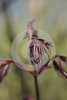 Japanese Maple Bloodgood