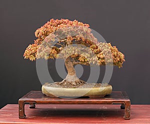 Japanese maple bonsai