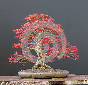 Japanese maple bonsai