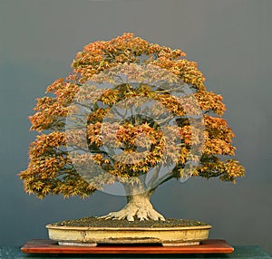 Japanese maple bonsai