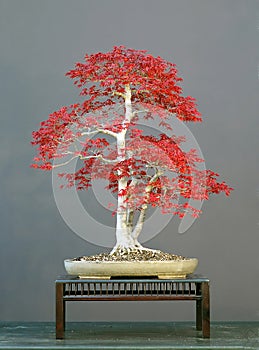 Japanese maple bonsai