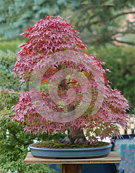 Japanese maple bonsai in fall