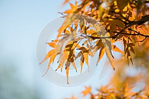 Japanese maple bonsai leaves in autumn season Omiya bonsai village