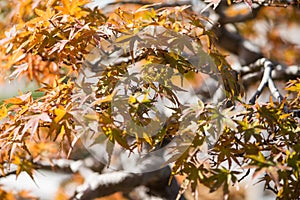 Japanese maple bonsai leaves in autumn season Omiya bonsai village