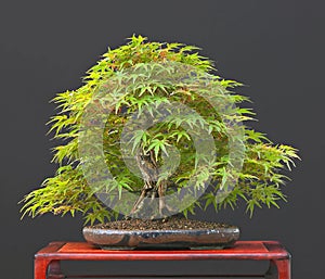 Japanese maple bonsai in summe