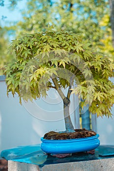 Japanese maple bonsai tree in the japanese gardens at the Frederik Meijer Gardens