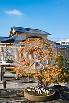 Japanese maple  bonsai tree in Omiya bonsai village