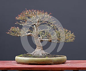 Japanese maple bonsai in winter