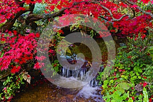 Japanese Maple with bright red foliage overhangs a small waterfall