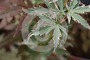 Japanese Maple Butterfly Silver Sensation