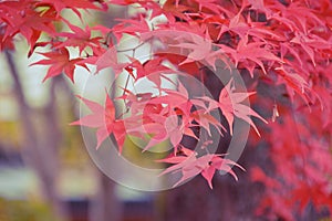 Japanese Maple closeup