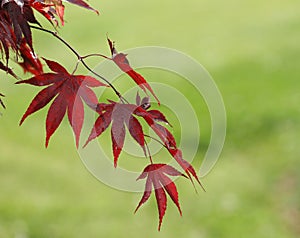 Japanese Maple Detail