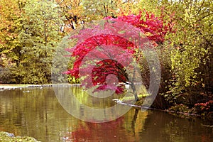 Japanese Maple in Fall