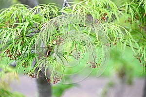 Japanese maple flowers. Sapindaceae deciduous tree.