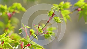 Japanese Maple Latin Name Acer Palmatum. New Green Leaves Of Acer Palmatum. Close up.