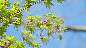 Japanese Maple Latin Name Acer Palmatum. New Green Leaves Of Acer Palmatum. Close up.