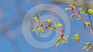 Japanese Maple Latin Name Acer Palmatum. New Green Leaves Of Acer Palmatum. Still.