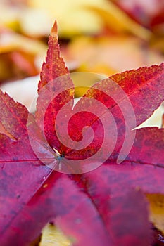 Japanese Maple Leaf