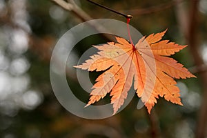 Japanese Maple Leaf