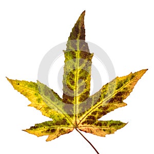 Japanese maple leaf Isolated