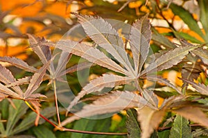 Japanese, maple leaf, tree and plant on earth in autumn or fall season in garden, forest or outdoor in park. Branch