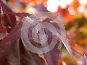 Japanese maple leaf turning