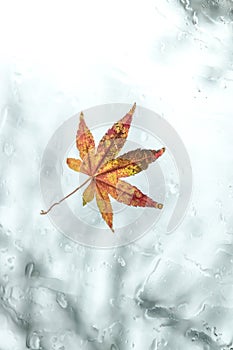 Japanese maple leaf on wet rainy window in fall or winter