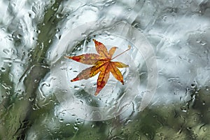 Japanese maple leaf on wet windscreen with rain and trees in background in winter