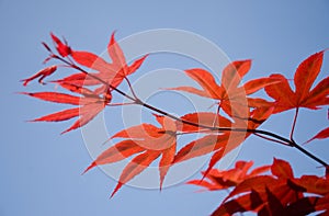 Japanese maple leafs